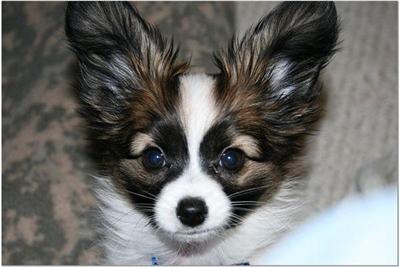 Papillon puppies 